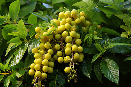 夏季果园中的黄色浆果背景图片