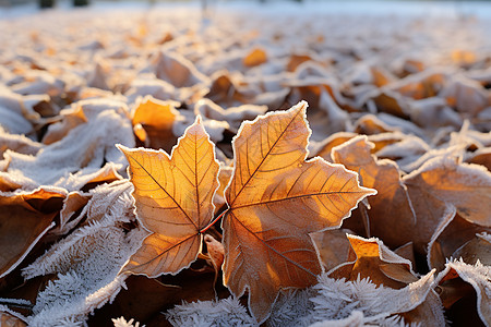 地面特写冬季地面上霜冻的落叶背景