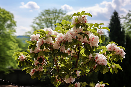春季树上绽放的粉色花朵图片