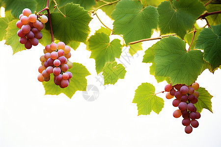 藤蔓上鲜美多汁的葡萄图片