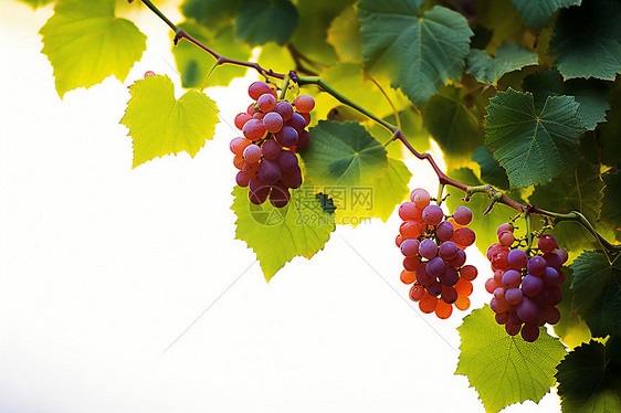 果园中生长的葡萄图片