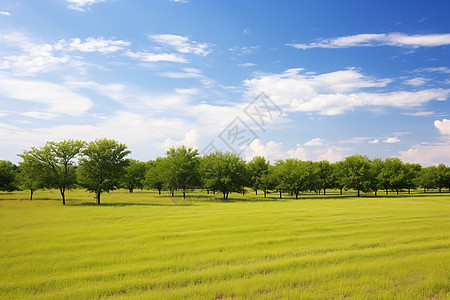 蓝天麦田夏季静谧的农场果园景观背景