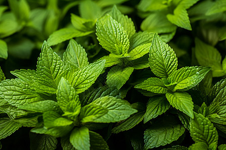 鲜嫩的绿色草本植物背景图片