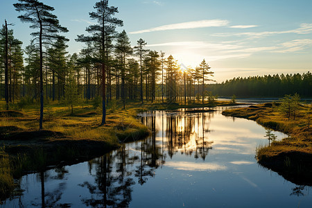 湖畔宁静自然的树林景观图片