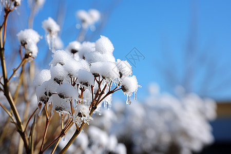 植物树枝上的雪花图片