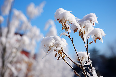 树枝上上的冰冷雪花图片