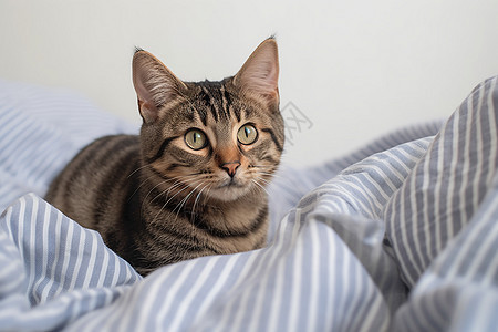 床上可爱的小猫图片
