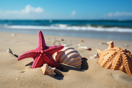沙滩的贝壳和海星图片