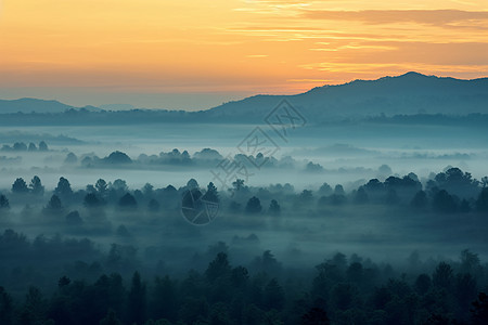 迷雾笼罩的森林图片