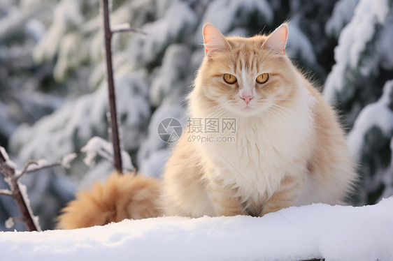 冬季雪地上的小猫图片