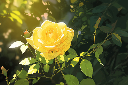 阳光下绽放的黄玫瑰图片
