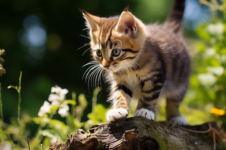 花丛中的小猫图片