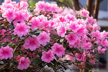 美丽的粉色花丛图片