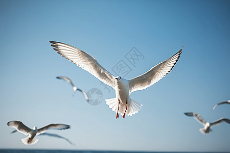自由飞翔一的群海鸥图片