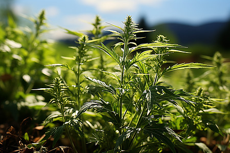 蓝天下的艾蒿植物高清图片