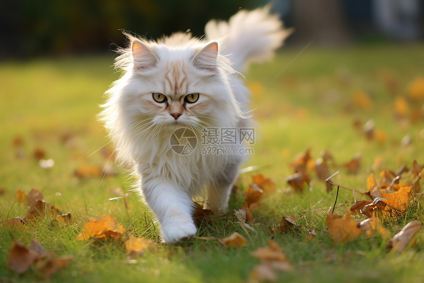 落叶间奔跑的猫咪图片