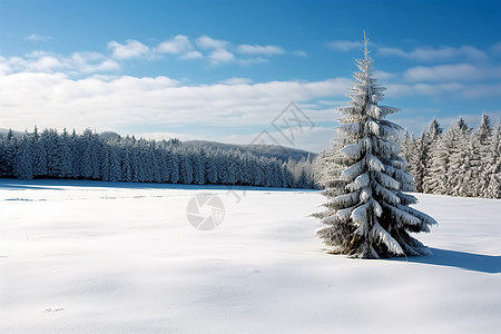 冰雪覆盖的原野上有一棵孤独的树图片