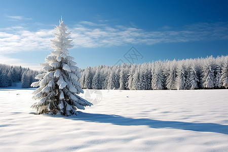 雪地孤树图片