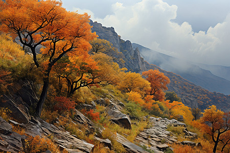 秋日枫叶山峦图片