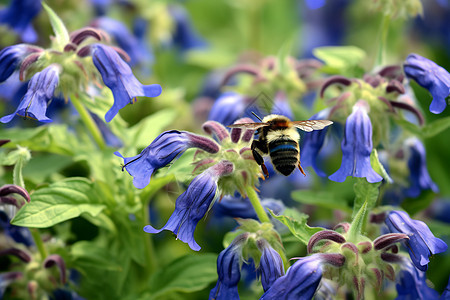 蜜蜂采蜜于花朵中图片
