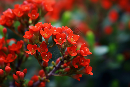 挂满枝头的红色花朵图片