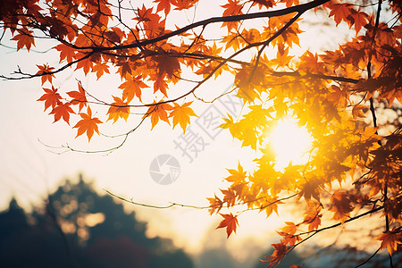 阳光照在树叶上图片