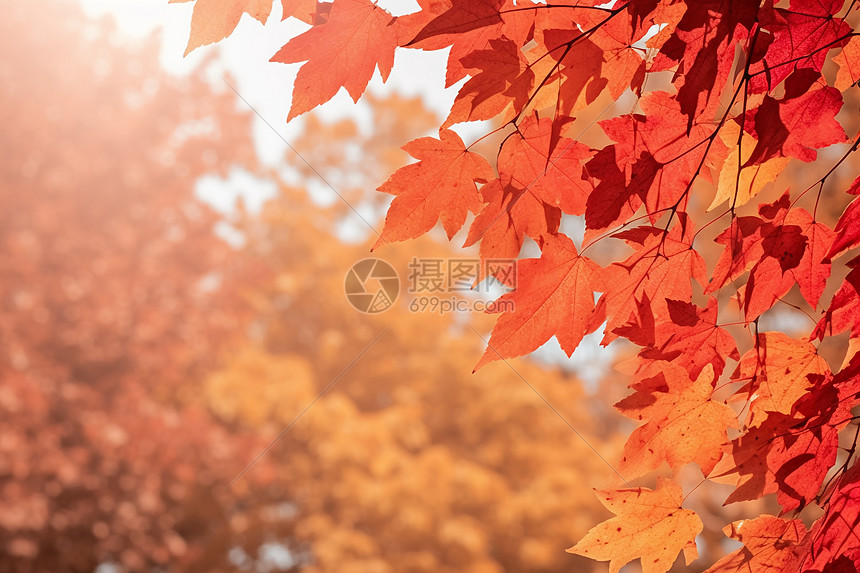 秋日的红叶图片