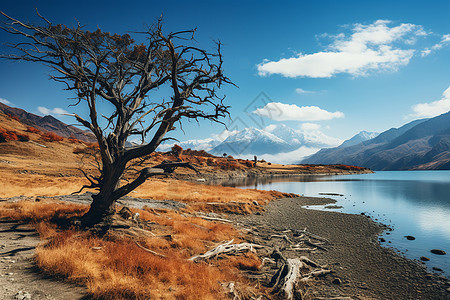 湖泊旁孤独的树木图片
