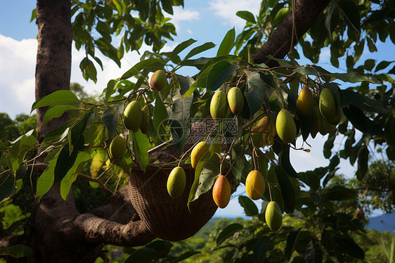 果园成熟的水果挂在枝头图片