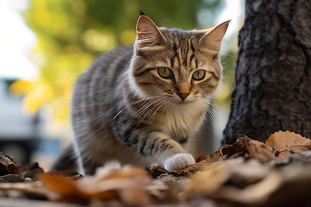 树边的小猫图片