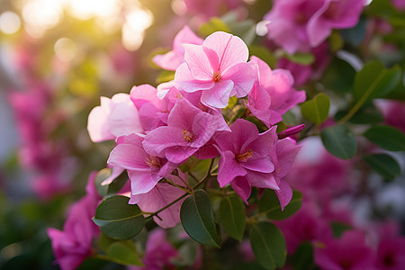 花枝上的花图片