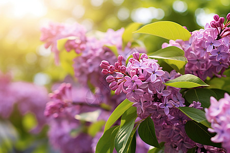 夏日紫丁香紫丁香的灿烂盛放绿叶下的阳光洒满模糊的背景映衬出树枝的轮廓