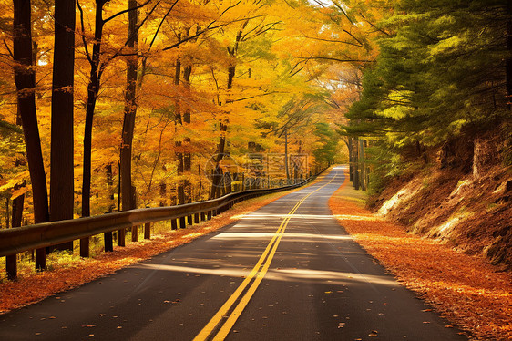 秋叶铺满的乡村小路图片