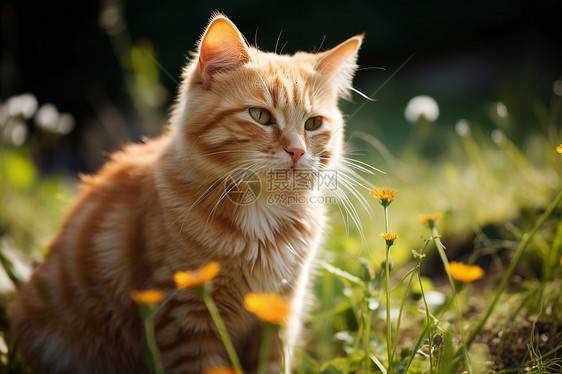 夏日阳光下的小猫咪图片
