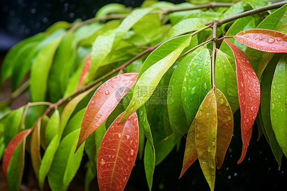 雨中的美丽树叶图片