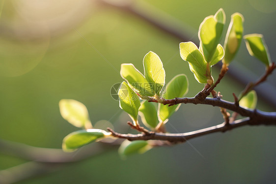 生长与繁花的季节图片