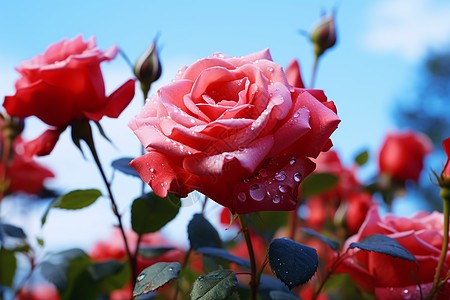 月季花海月季花园高清图片