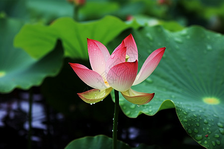 红莲雨中花瓣水芙蓉高清图片