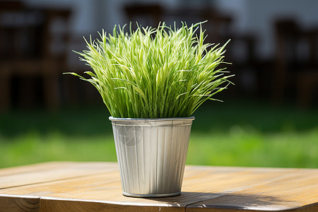 小草植物盆栽夏日花园里的小绿植背景