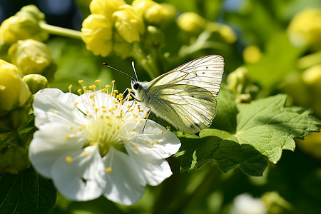 白花上的飞蛾图片