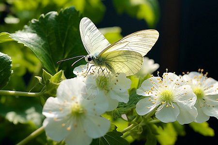 白色的蝴蝶停在白花上图片