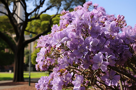 大树旁的紫丁香背景图片