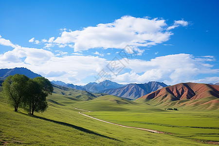 山谷中的树木和草地图片