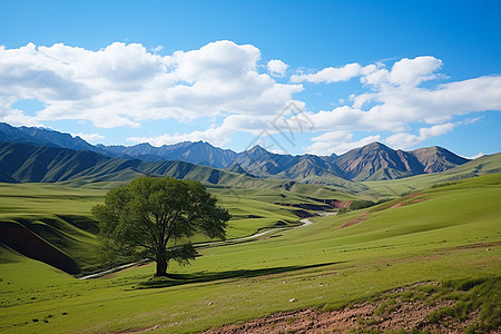 山谷中的绿色草地图片