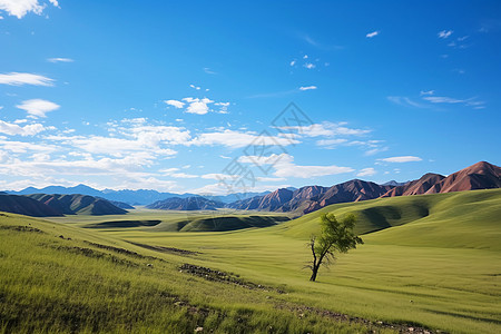 户外的绿色草地图片