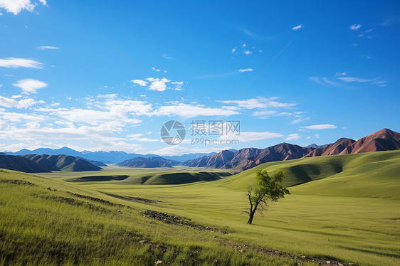 户外的绿色草地图片