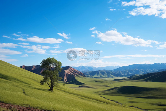 草地上的树木图片