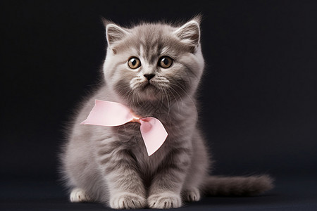 戴着粉色蝴蝶结的猫咪图片