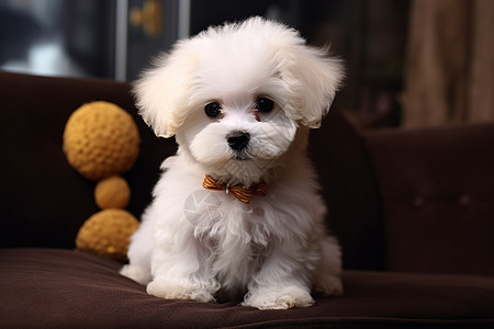 沙发上的白色小狗背景图片