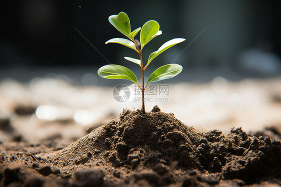 土地里生长的植物图片